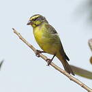 Serin du Mozambique