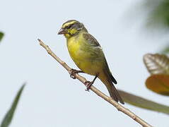 Yellow-fronted Canary