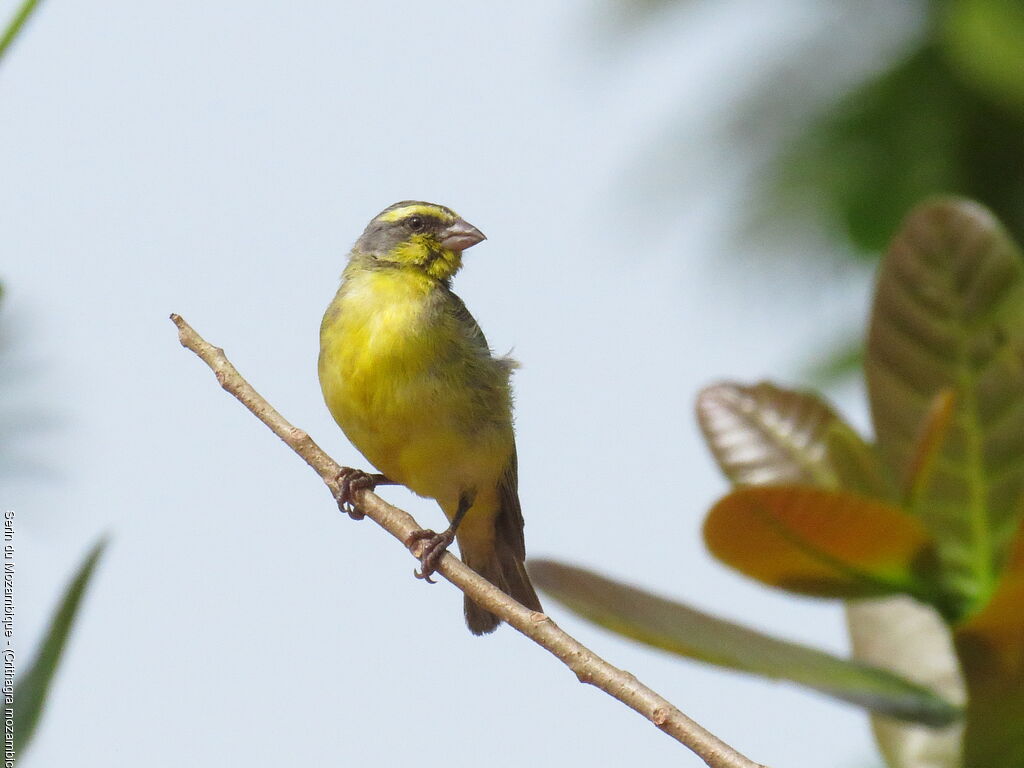 Yellow-fronted Canary