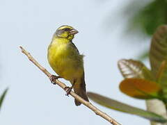 Yellow-fronted Canary