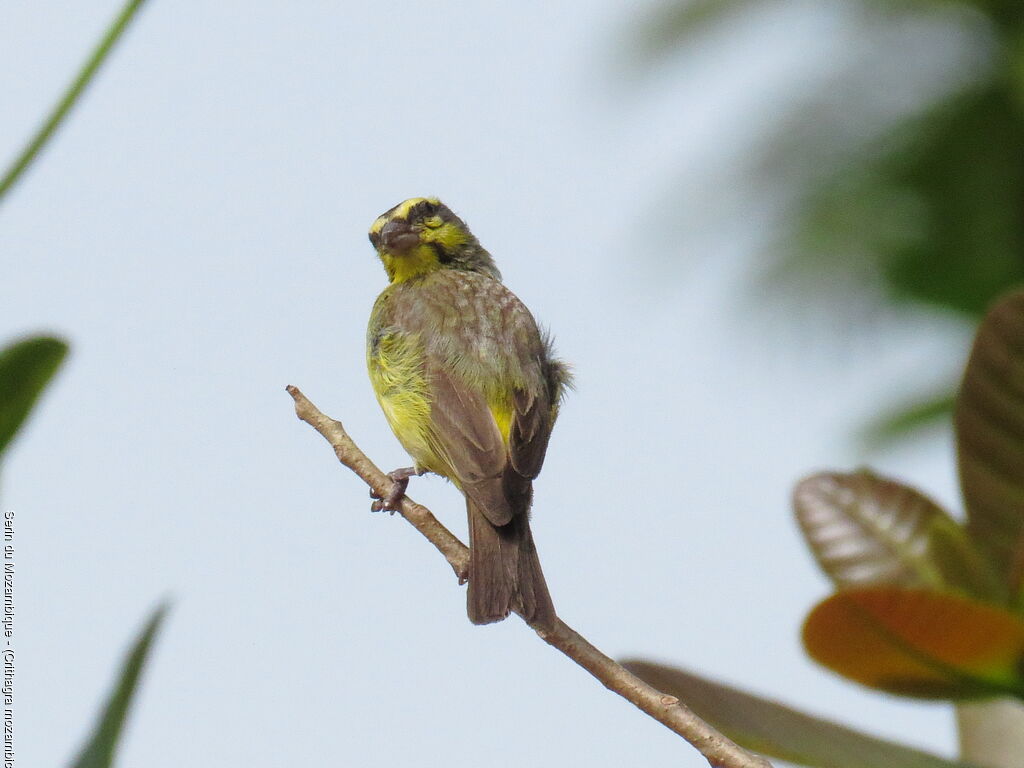 Serin du Mozambique