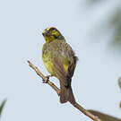 Serin du Mozambique