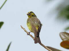 Yellow-fronted Canary