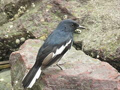 Oriental Magpie-Robin