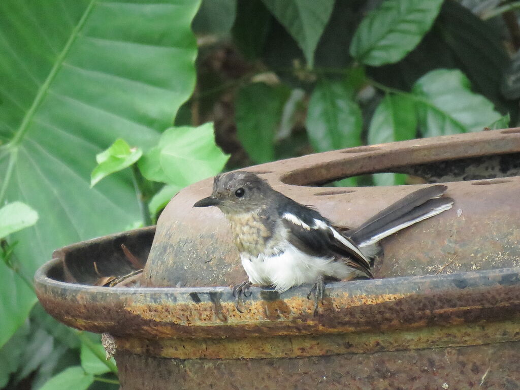 Oriental Magpie-Robinimmature