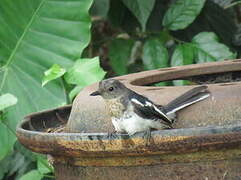 Oriental Magpie-Robin