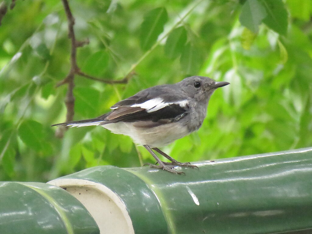 Oriental Magpie-Robin female