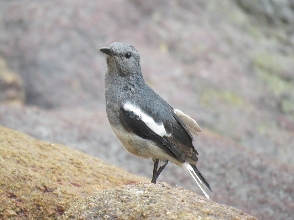 Oriental Magpie-Robin female