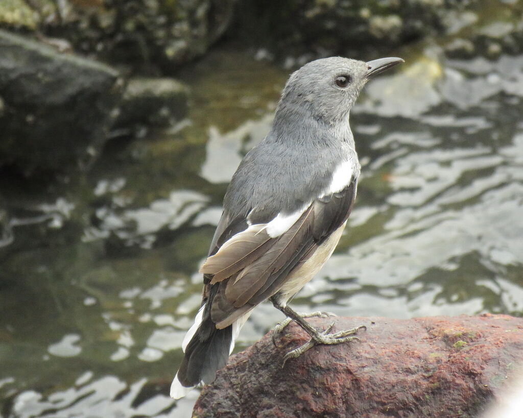 Oriental Magpie-Robin female