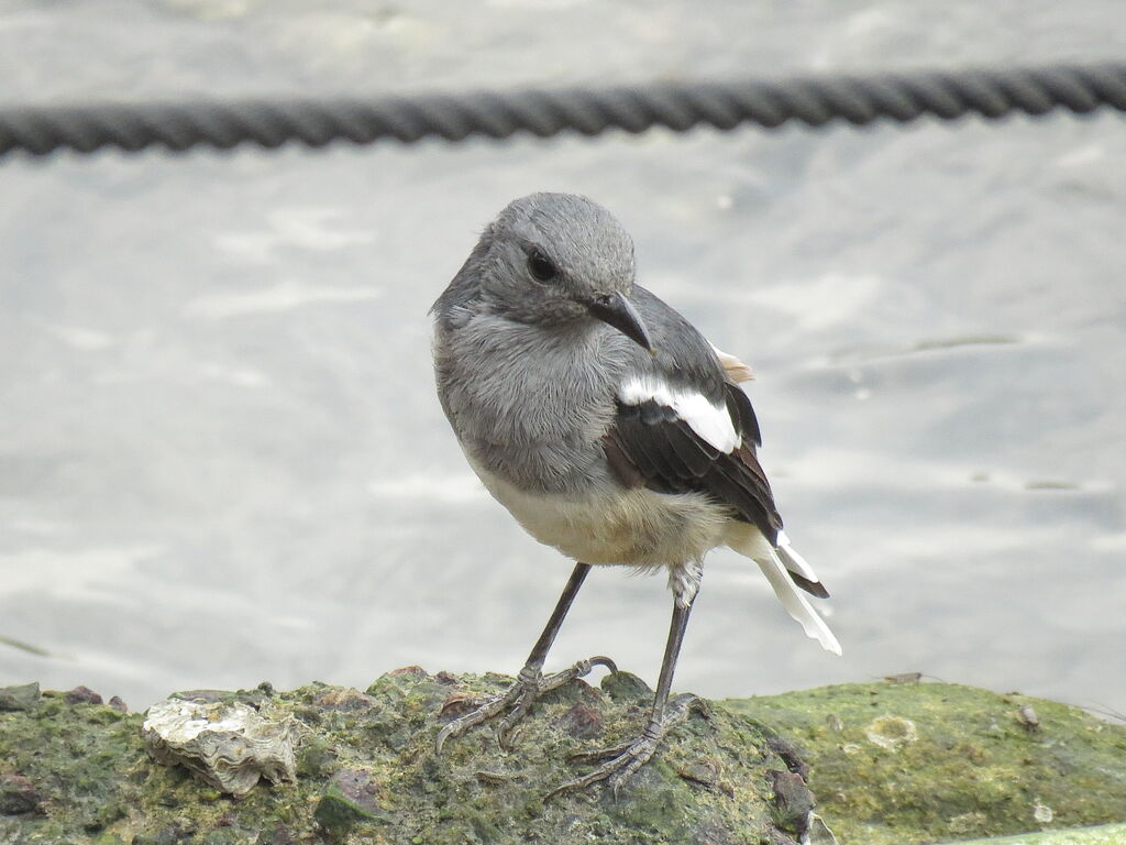 Oriental Magpie-Robin female