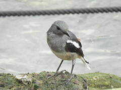 Oriental Magpie-Robin