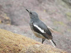 Oriental Magpie-Robin