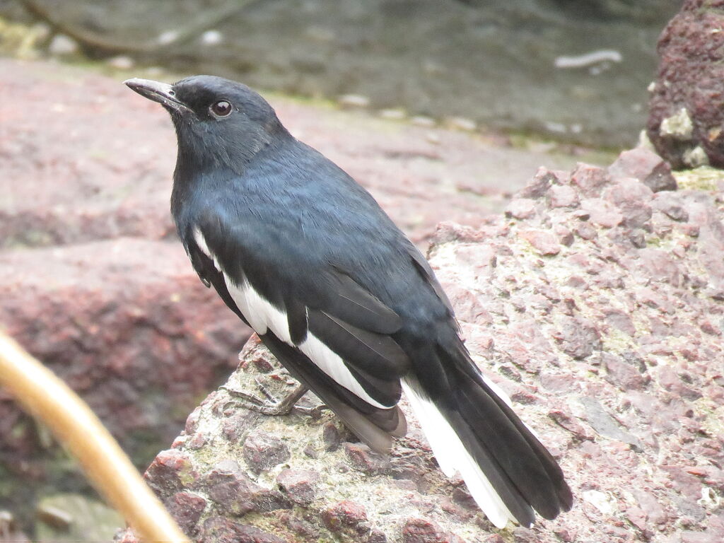 Oriental Magpie-Robin male