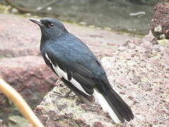 Oriental Magpie-Robin