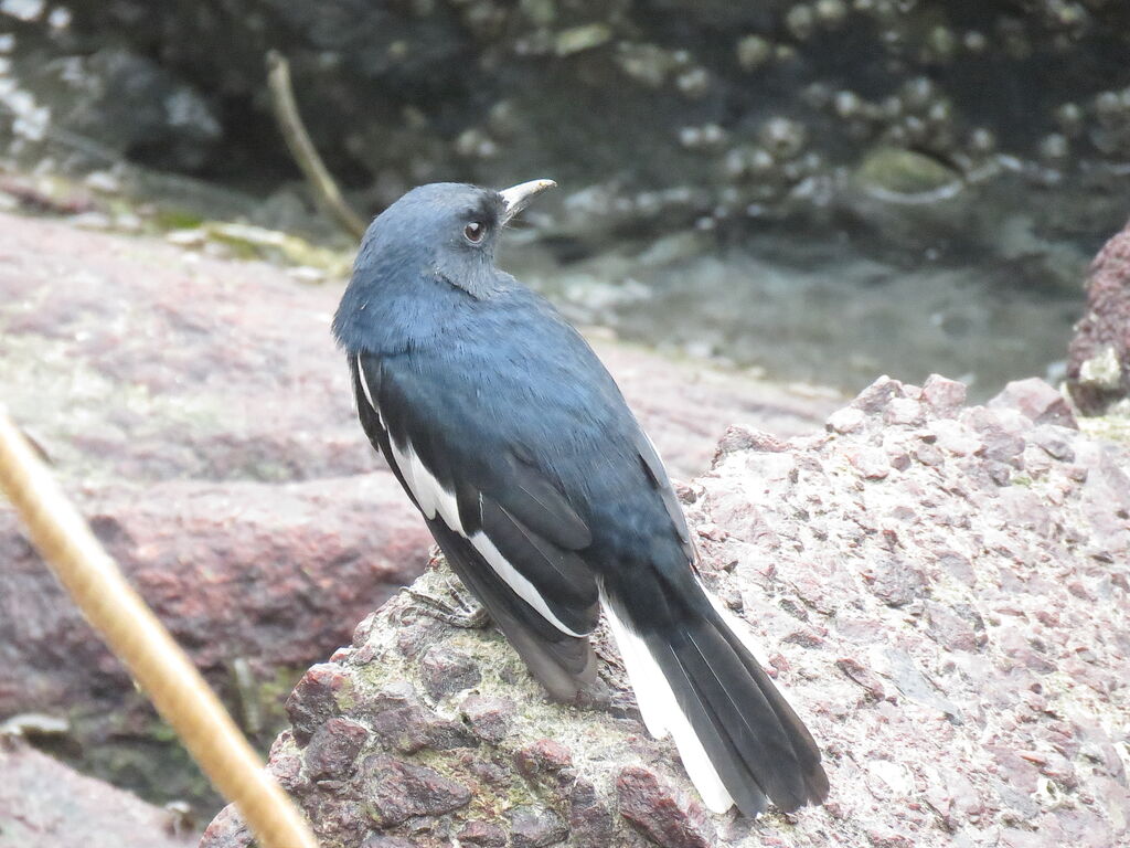 Oriental Magpie-Robin male