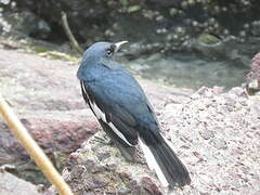 Oriental Magpie-Robin