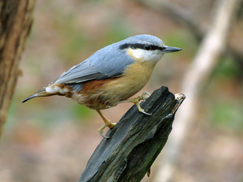 Eurasian Nuthatch