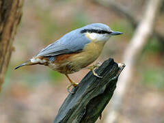 Eurasian Nuthatch