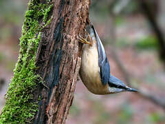 Eurasian Nuthatch