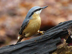 Eurasian Nuthatch