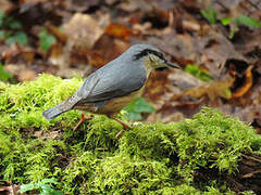 Eurasian Nuthatch