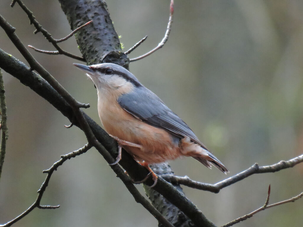 Eurasian Nuthatch