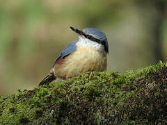 Eurasian Nuthatch