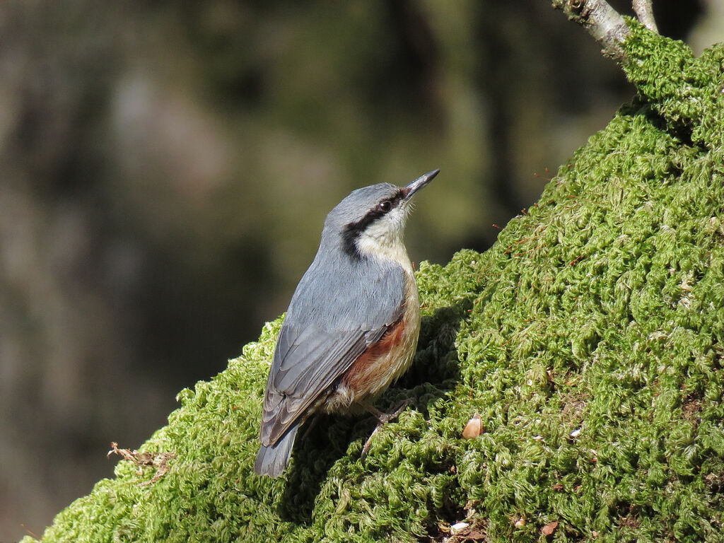 Eurasian Nuthatch