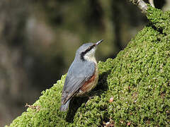 Eurasian Nuthatch