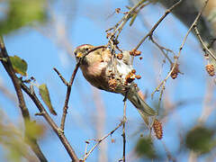 Redpoll