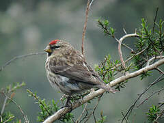 Common Redpoll