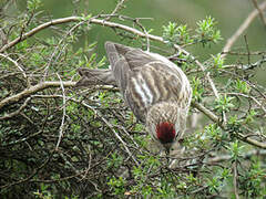 Common Redpoll