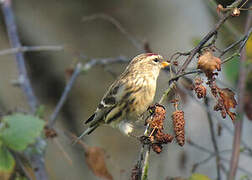 Redpoll