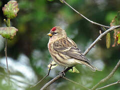 Redpoll
