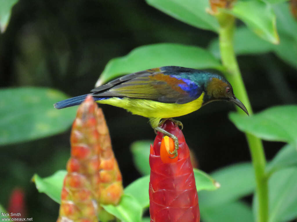 Brown-throated Sunbird male, identification