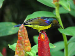 Brown-throated Sunbird