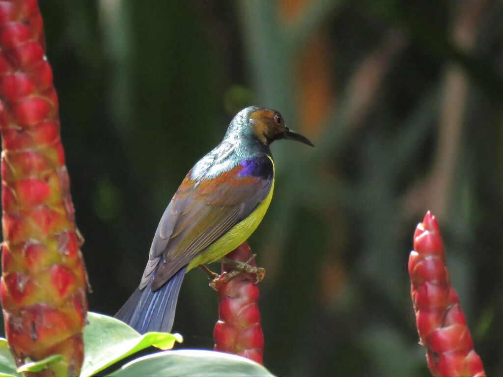 Brown-throated Sunbird male