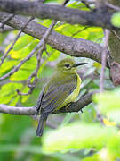 Brown-throated Sunbird