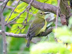 Brown-throated Sunbird