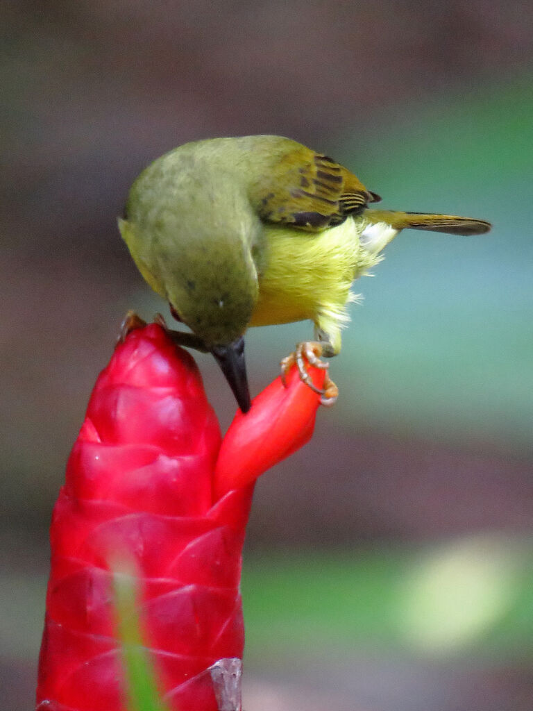 Brown-throated Sunbird