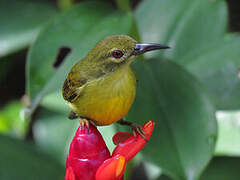 Brown-throated Sunbird