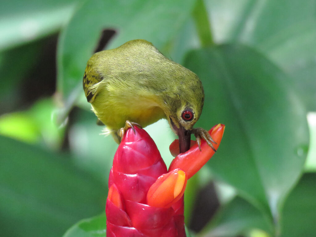 Brown-throated Sunbird