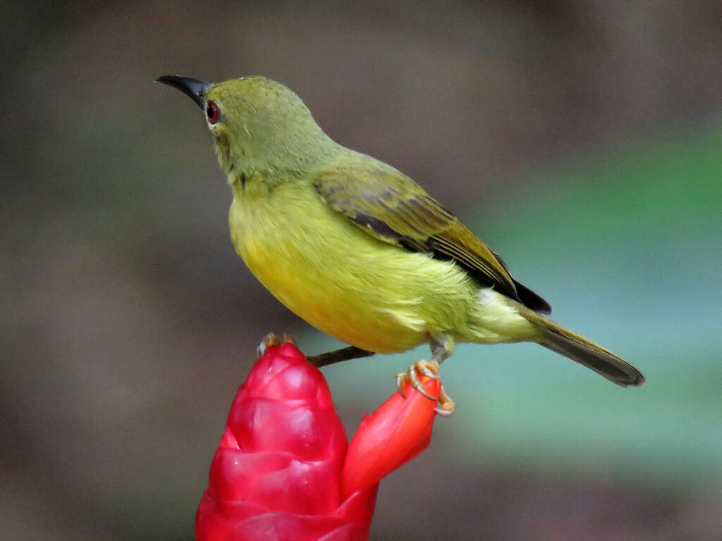 Brown-throated Sunbird