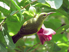 Brown-throated Sunbird