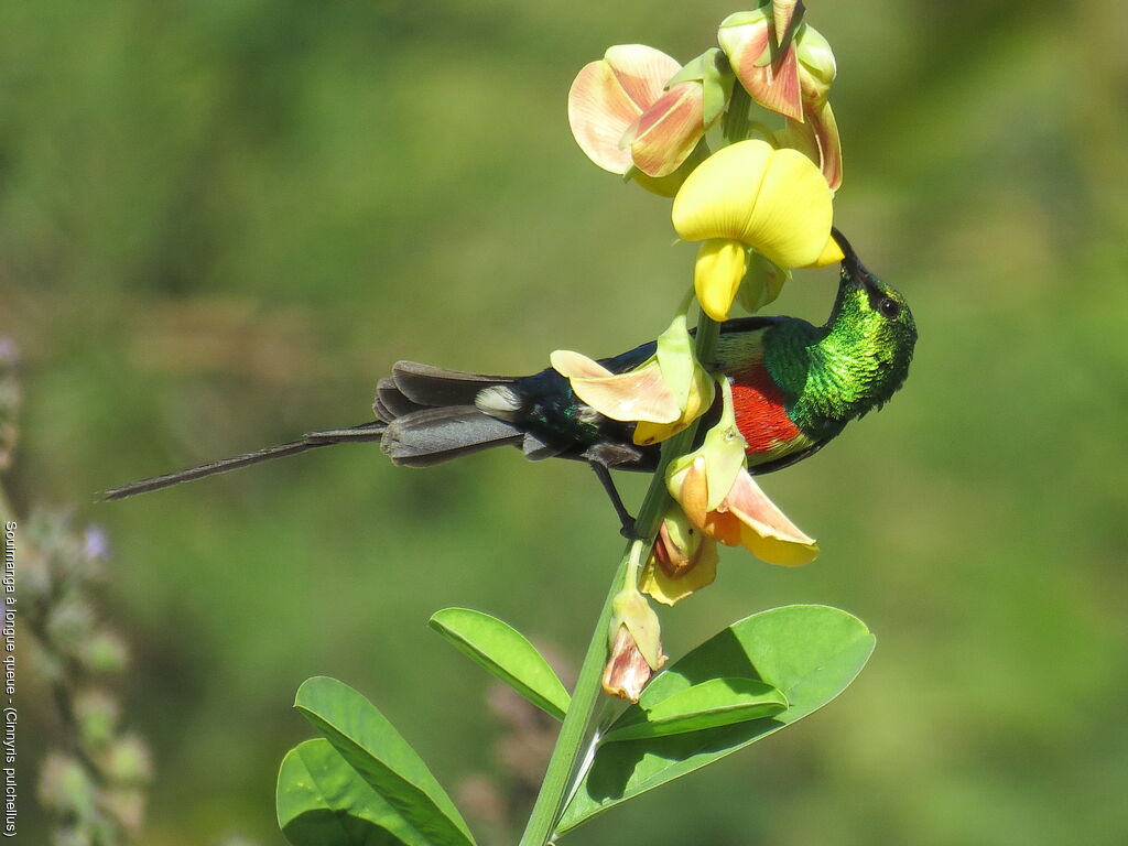 Beautiful Sunbird