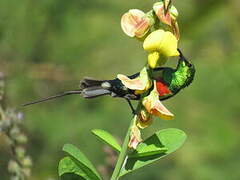 Beautiful Sunbird