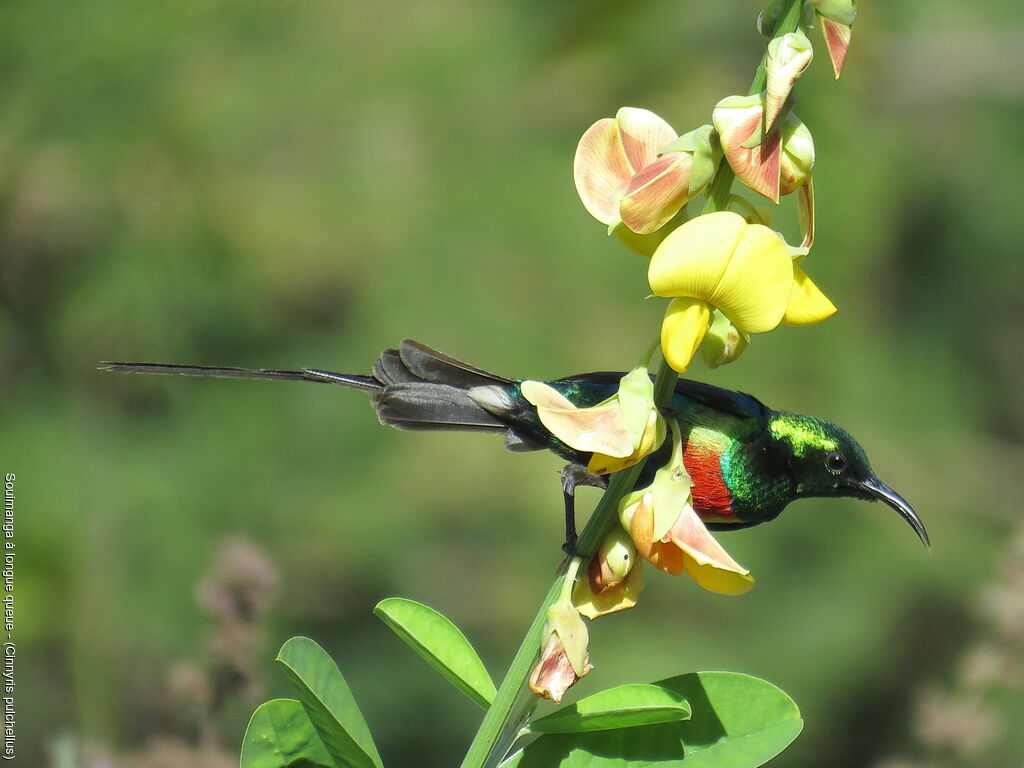 Beautiful Sunbird