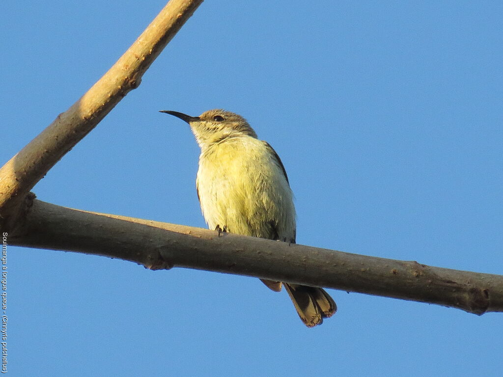 Beautiful Sunbird female