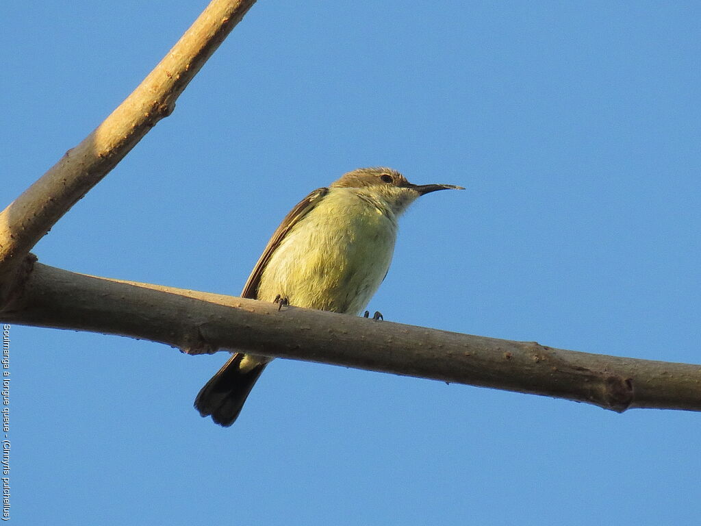 Beautiful Sunbird