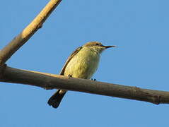 Beautiful Sunbird